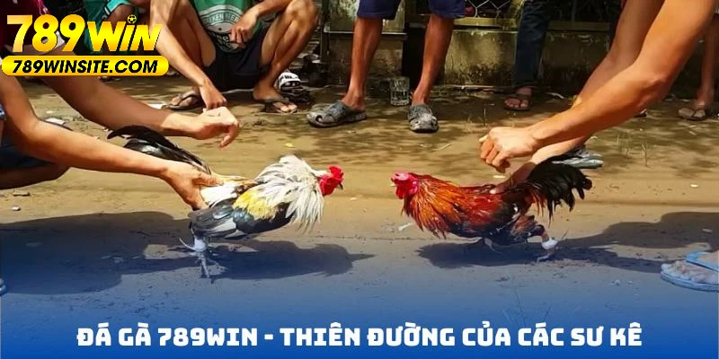 Khi tham gia tại nhà cái 789WIN người chơi sẽ được tận hưởng tỷ lệ thắng cực cao